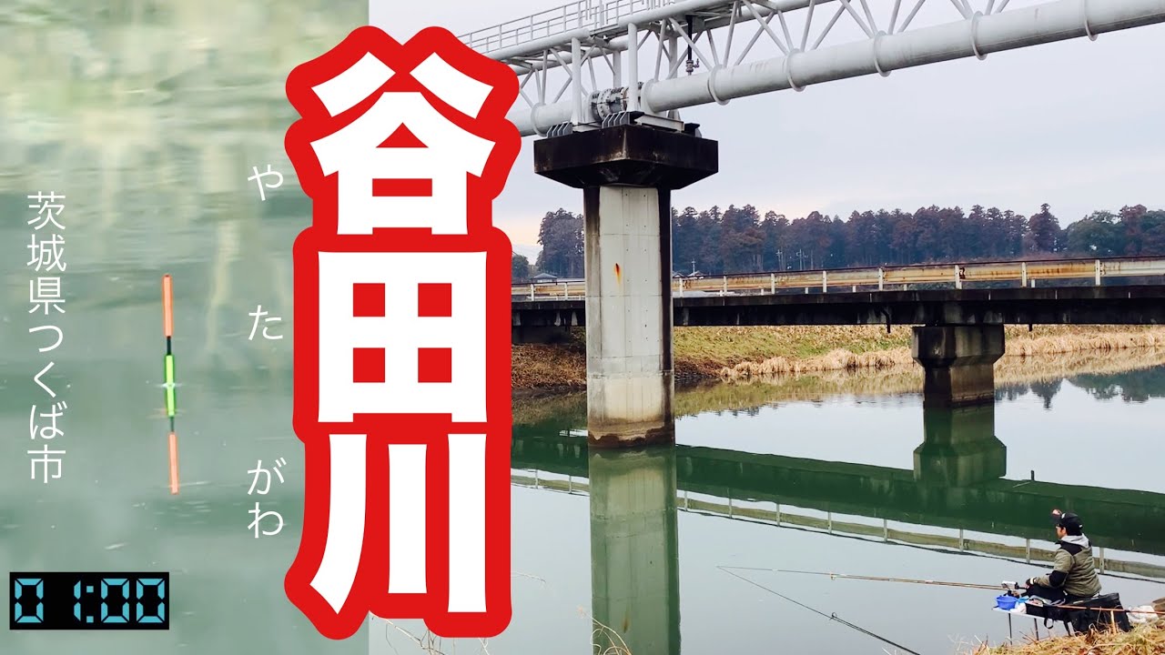 大雨の谷田川 春を感じる野釣り へらぶな釣り