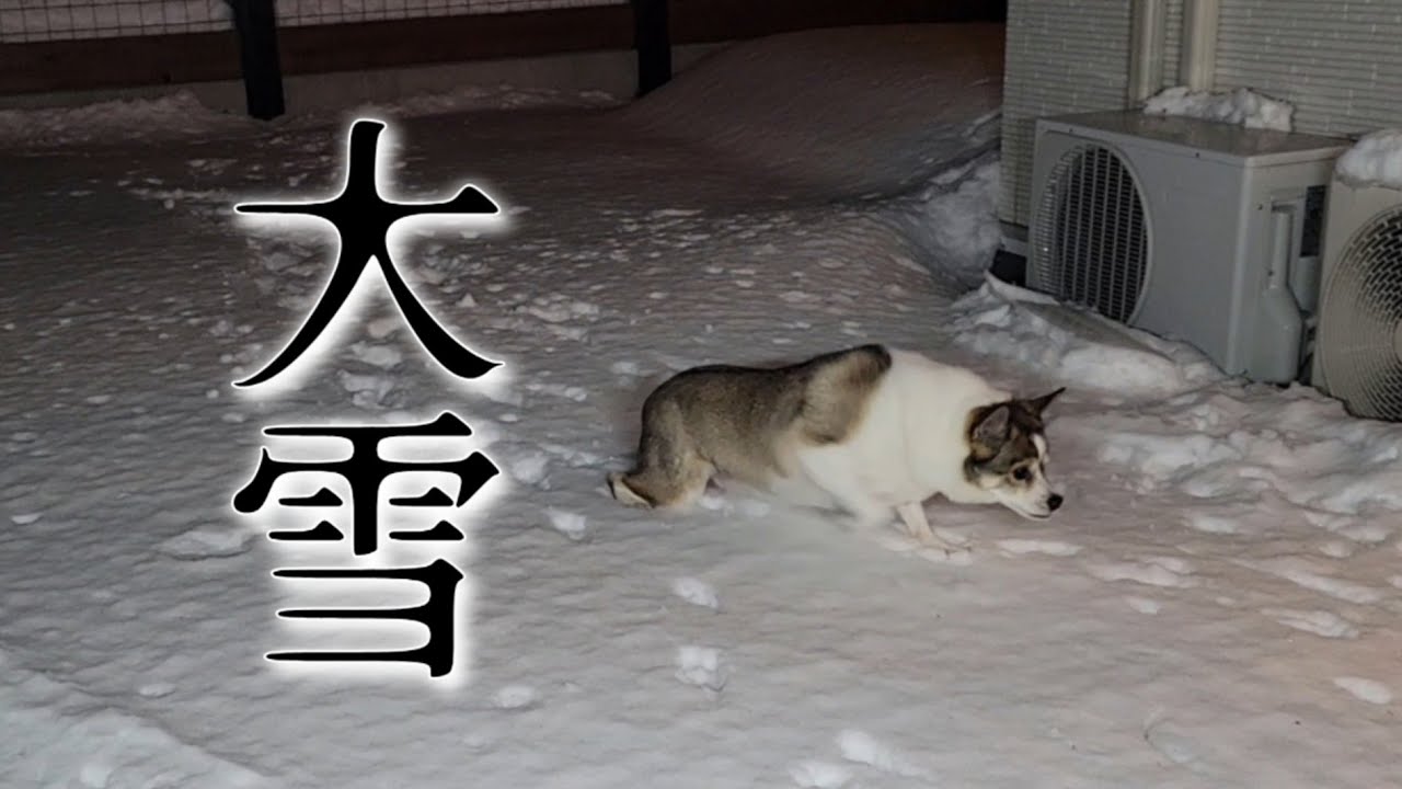 【寒波】大雪が降りました！足を取られながらのドッグラン！？