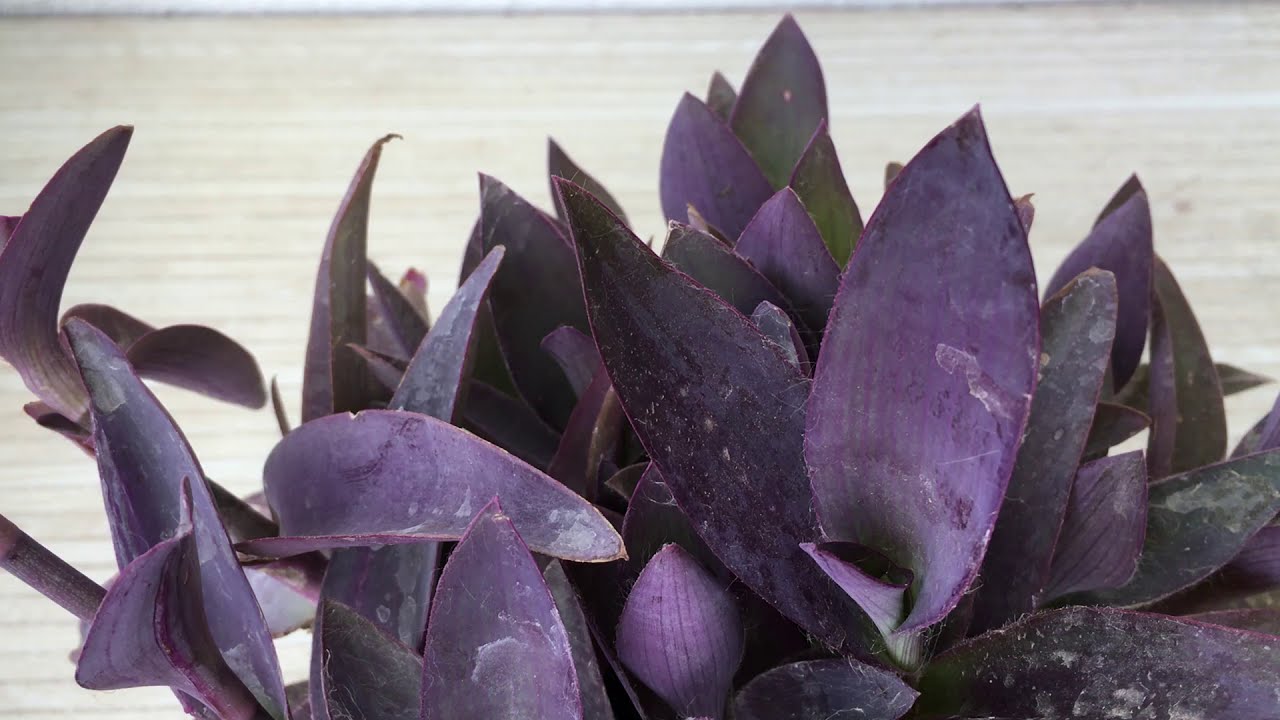 Add Colour to your garden/balcony with 'Purple Heart'/Tradescantia pallida: Beautiful plant