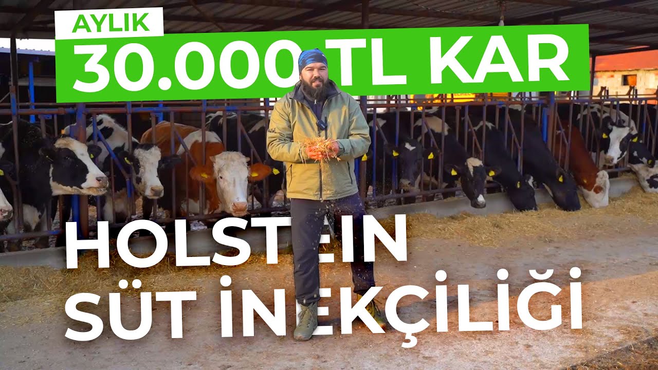 HOLSTEİN SÜT VERİMİ | SÜT BESİCİLİĞİ KAZANDIRIR MI?