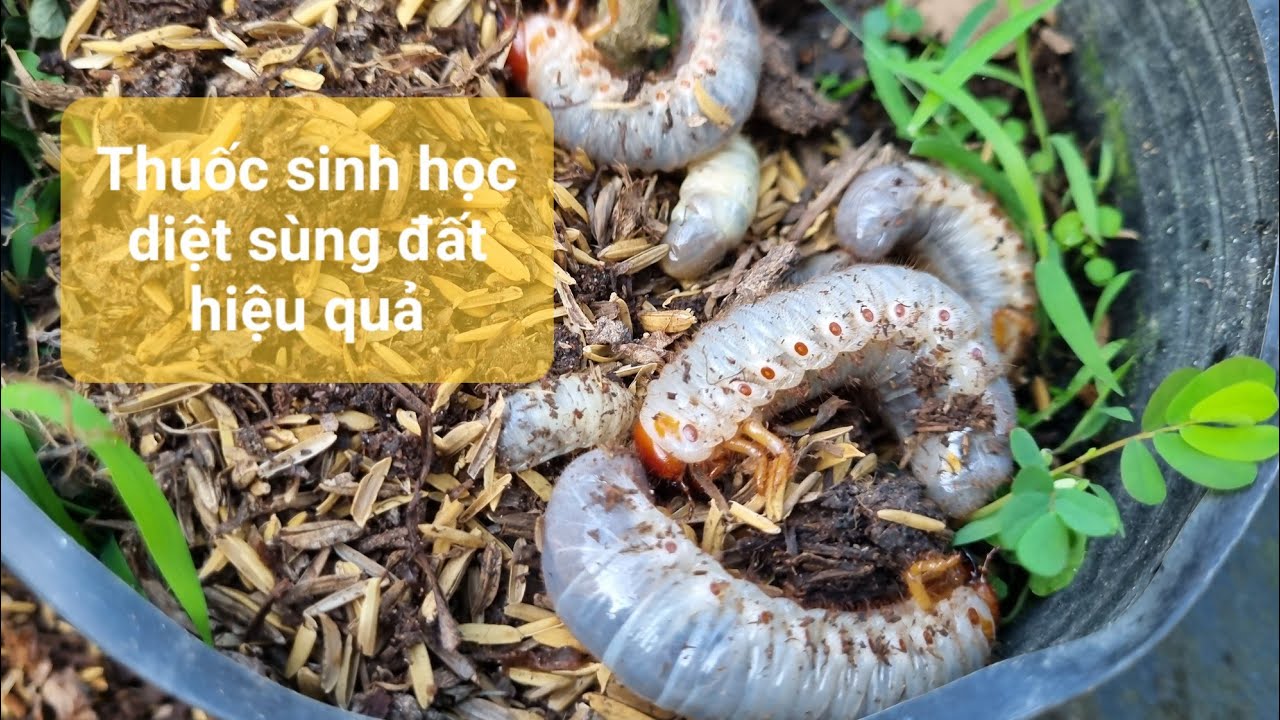 Diệt sùng đất bằng thuốc sinh học (nấm Metarhizium anisopliae)