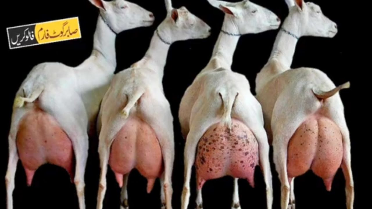 Pakistan &mdash; Goat market -  سوق الماعز