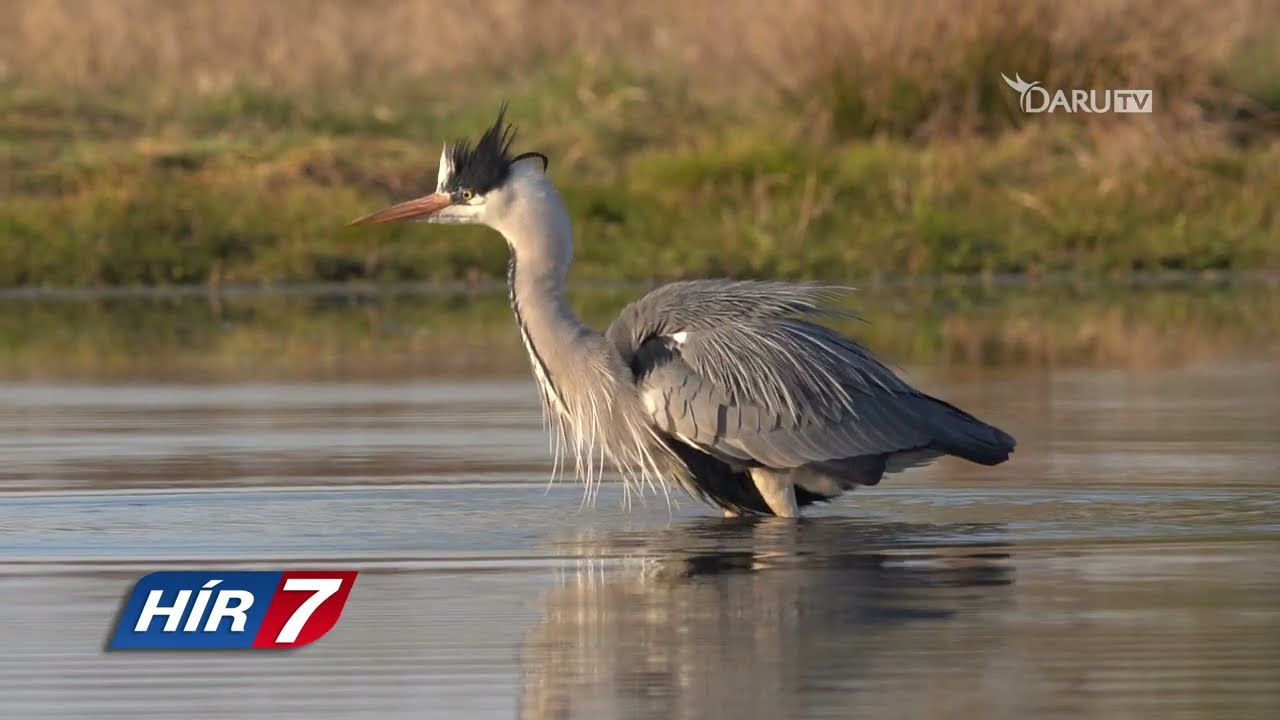 Darvak lepték el Balmazújváros határát is