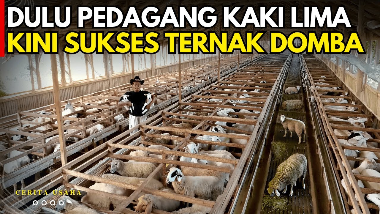 PEDAGANG KAKI LIMA SUKSES TERNAK DOMBA TANPA NGARIT DAN PAKAI ILMU | CERITA USAHA