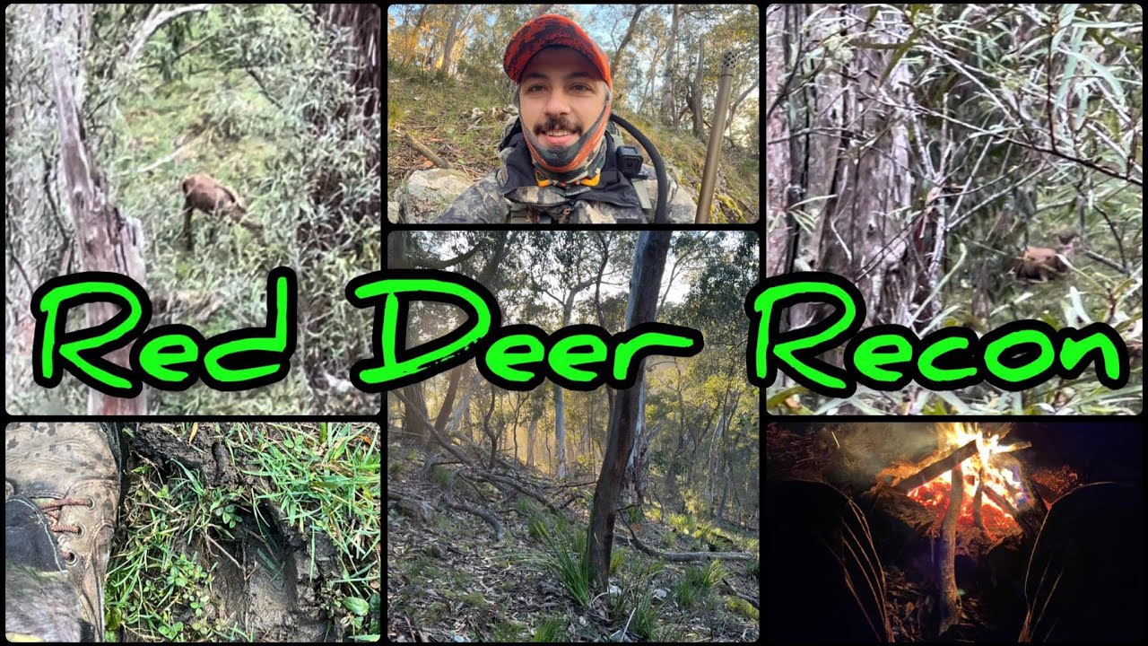 Red Deer Hunting - The Quest || Finding Reds & Bonus Fallow Deer - State Forest Hunting, Ruger 308