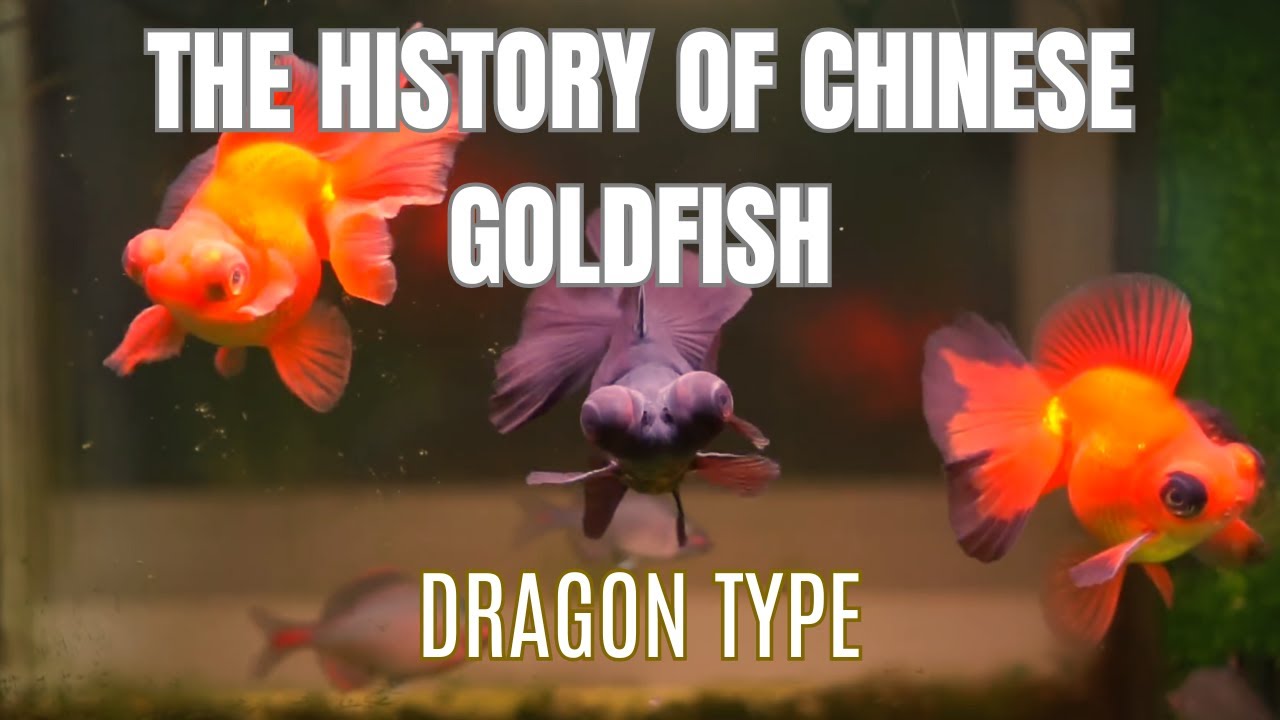 The History of Chinese Goldfish | Dragon Type (The Rise of Exotic Traits)