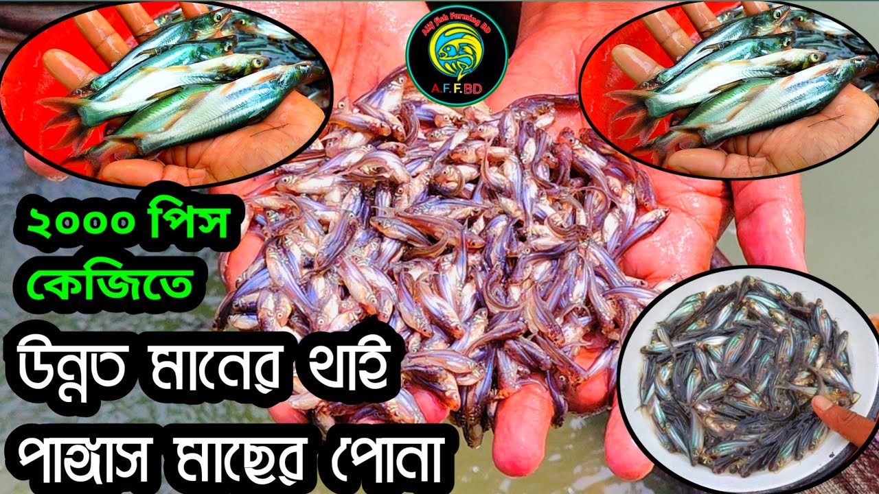 ২০২৫ সালের নতুন থাই পাঙ্গাস মাছের ধানী পোনা পুকুরে চাষের পদ্ধতি ও খাদ্য নিরাপত্তা। থাই পাঙ্গাস মাছ।
