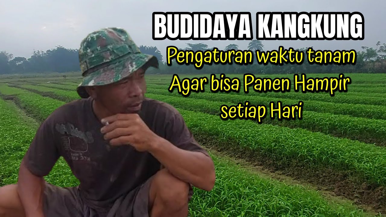 PETANI BERTATTO BUDIDAYA KANGKUNG || CARA MENGATUR WAKTU TANAM AGAR BISA PANEN SETIAP HARI
