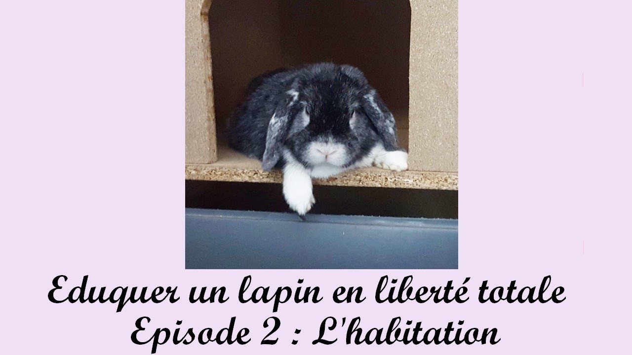 Lapin en liberté : Les différentes étapes de l'habitation