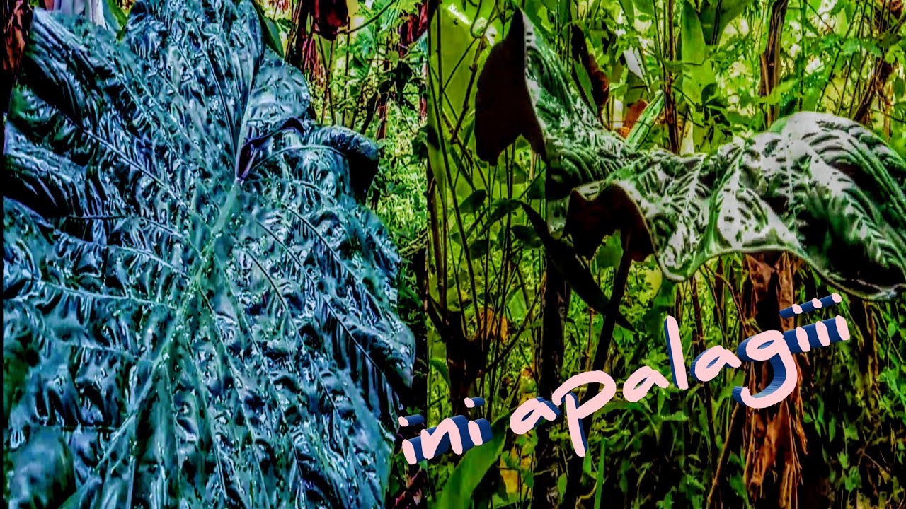 TANAMAN HIAS MAHAL/VIRAL di temukan saat MENCARI TANAMSN HIAS sarip hidayat l.t.j