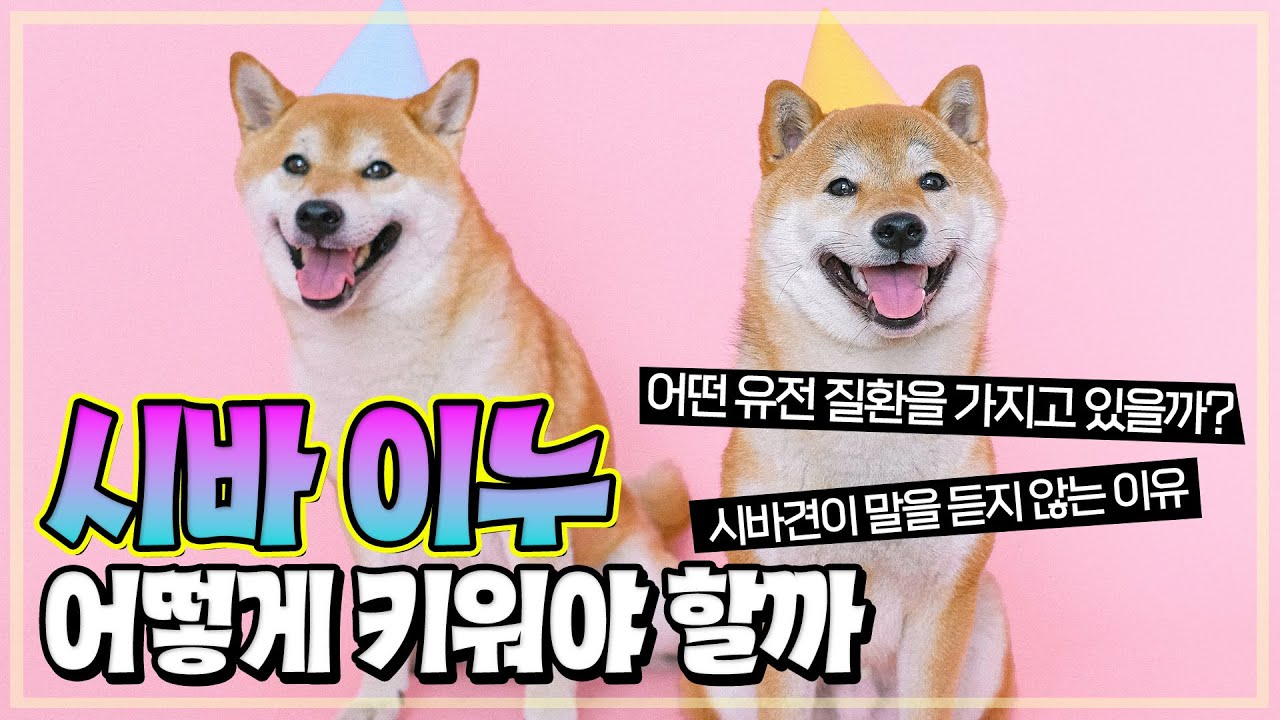 시바견을 알아보자