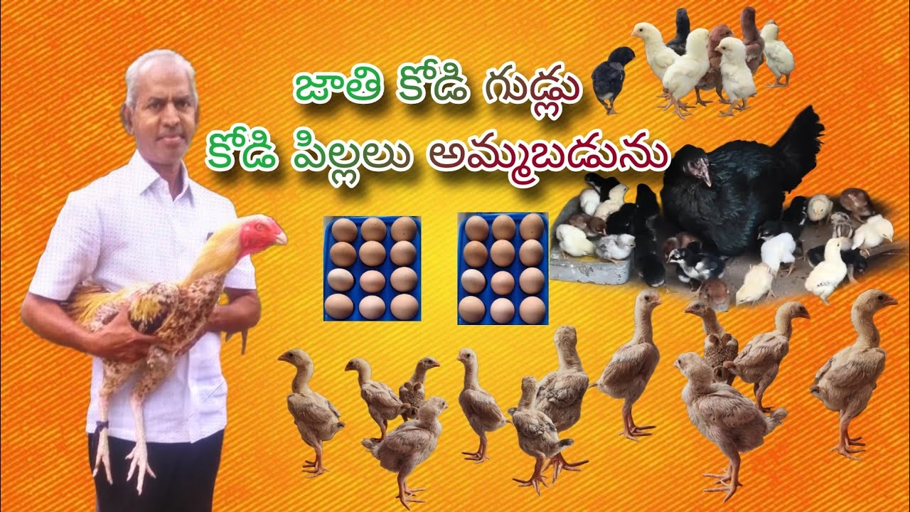 #KVR BREEDES#9948195730#bhimavaram chicks#peru cross chicks#rich watam chicks#birds#chicken#viral 