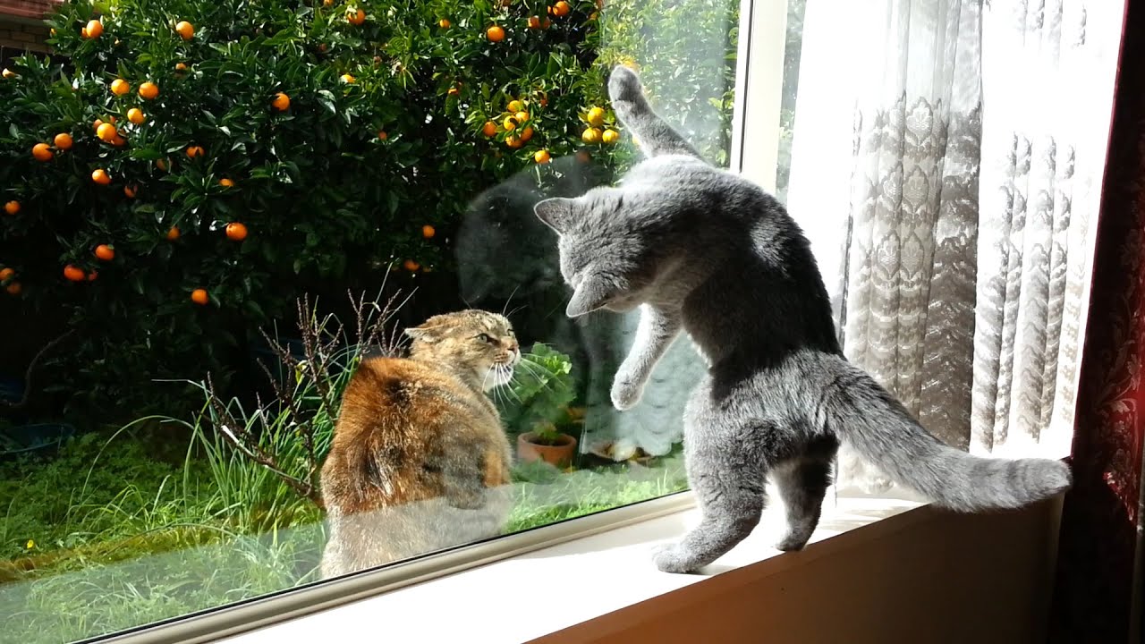 Cute playful British Shorthair Kitten, Kesha - 14 weeks, was attacked by adult cat