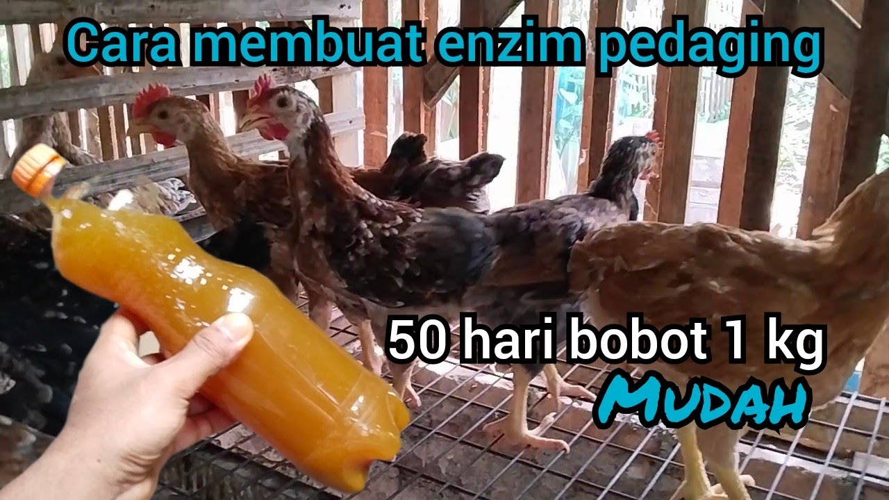 50 Hari Bobot Rata Rata 1 kg Dengan Enzim Pedaging