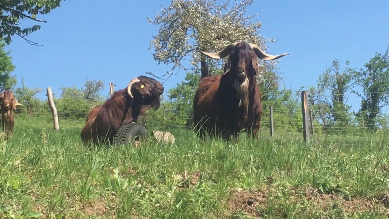 Big Boys Red kalahari