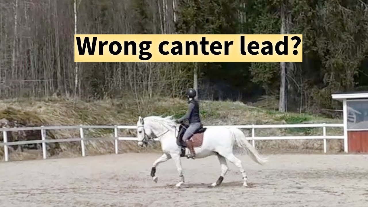 Why does the horse pick up the wrong canter lead? (Canter problems, canter transition)