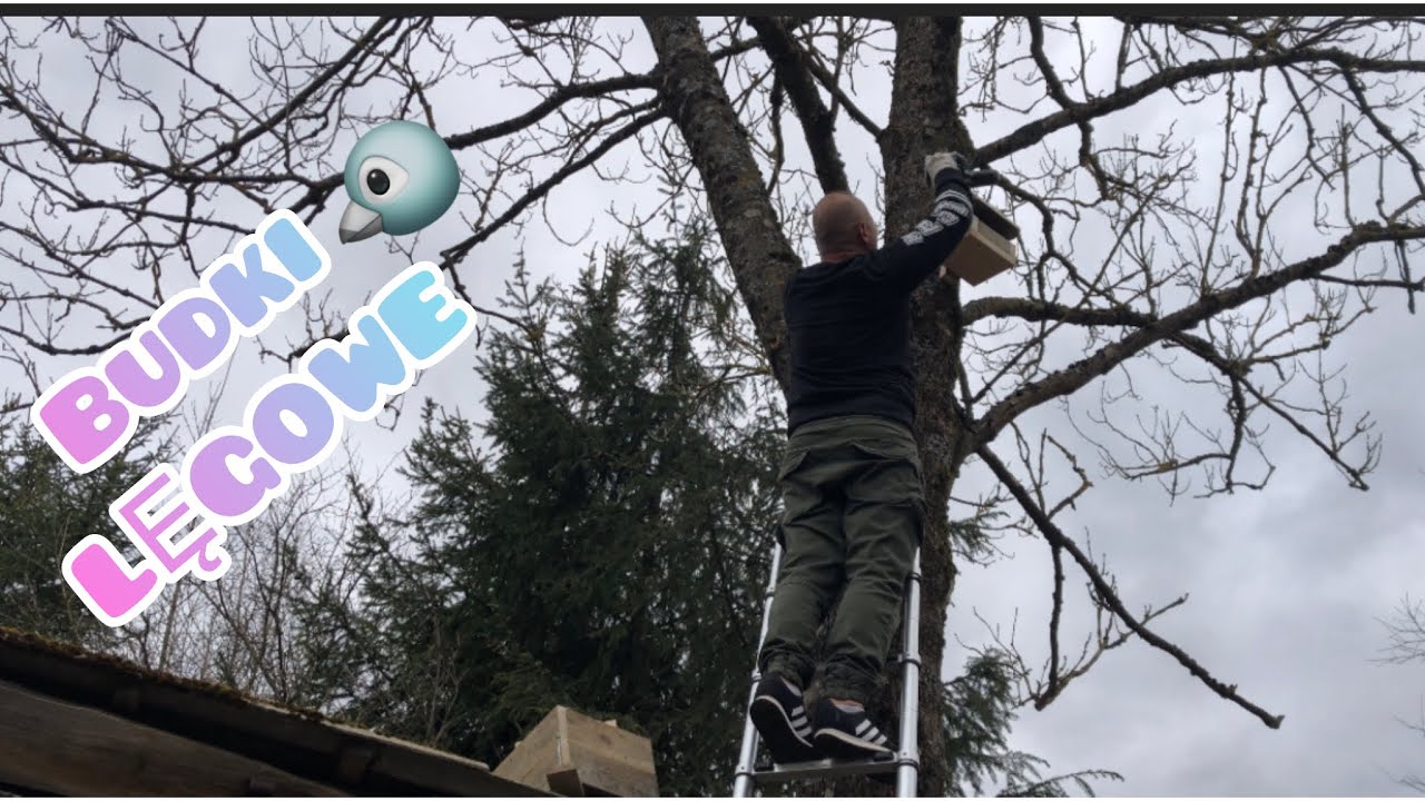 Budki lęgowe dla ptaków🐦🪺| Kilka słów o naprawie dachu  🙂 #16