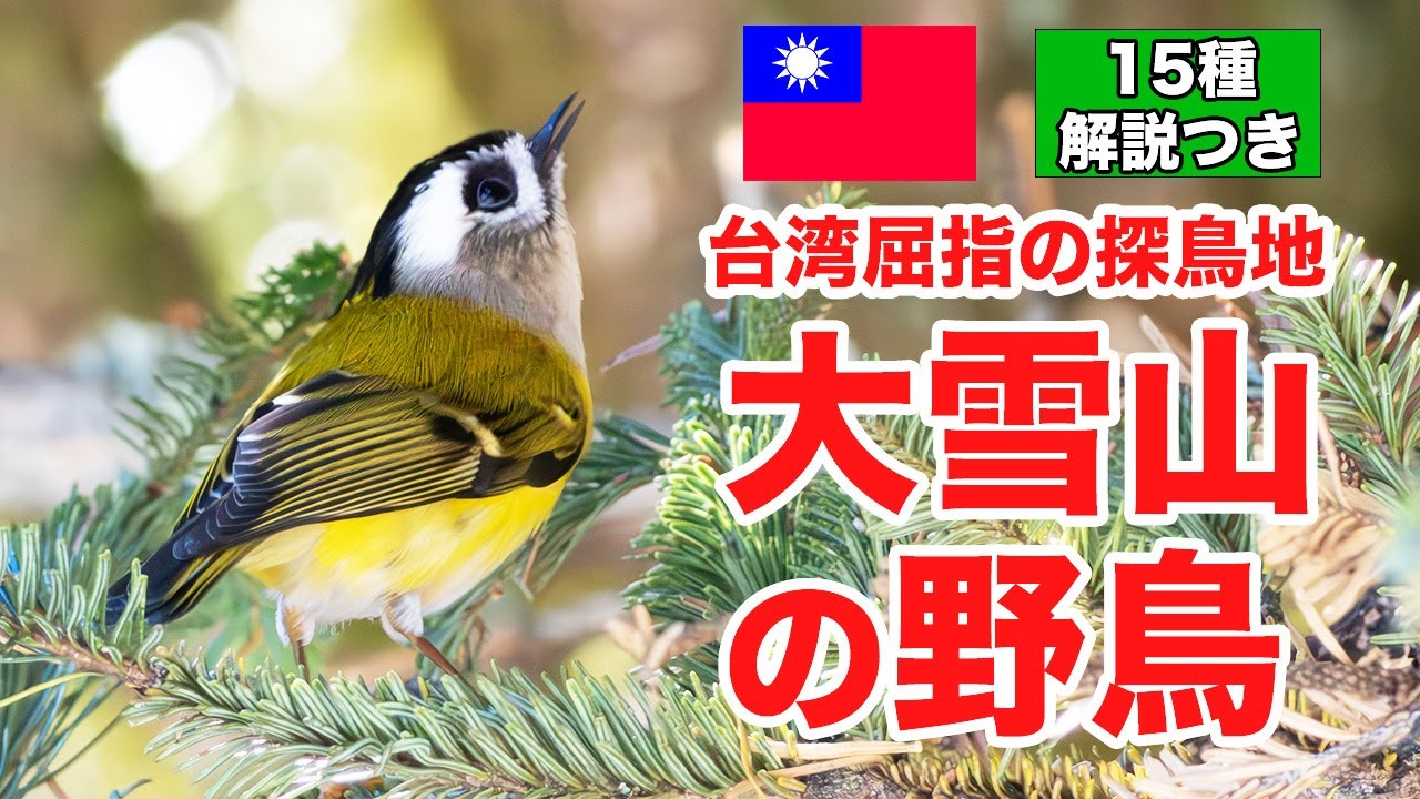 【ついに5ヶ国目！】固有種の宝庫！台湾屈指の鳥見スポット大雪山で野鳥観察！