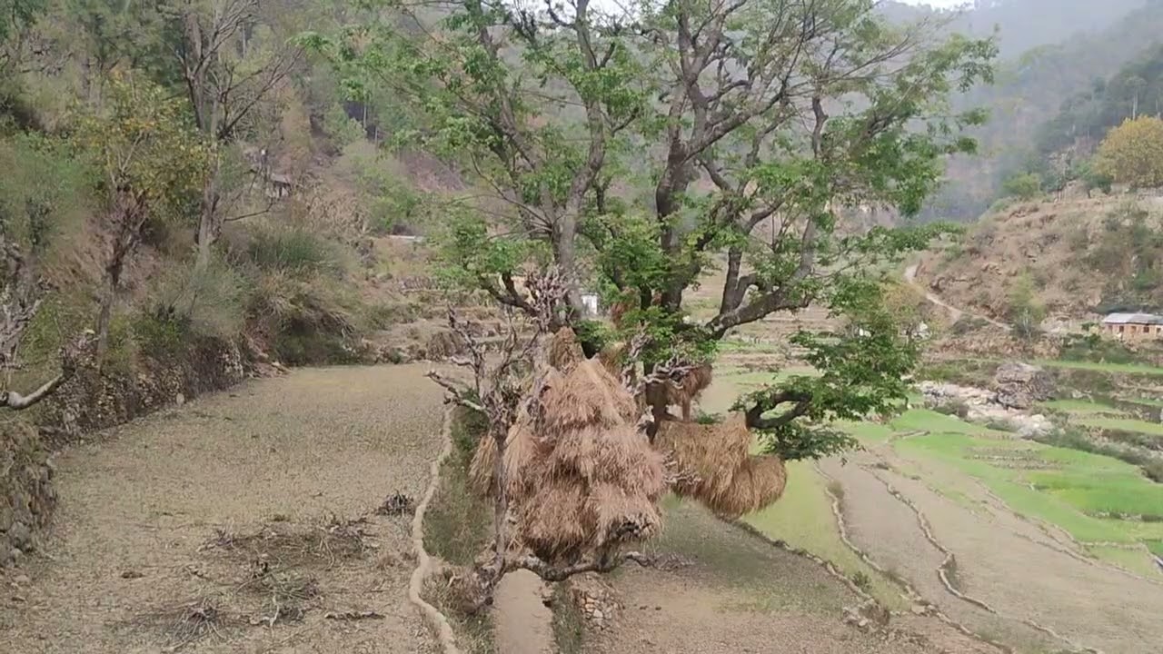 मार्च के महीने में प्रकृति अपना खूबसूरत रूप दिखा रही है।। तोते 🦜, फूल 🌷 बहुत से ।।