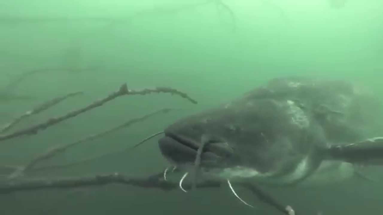 RIESEN WELS GOPRO, giant catfish GOPRO