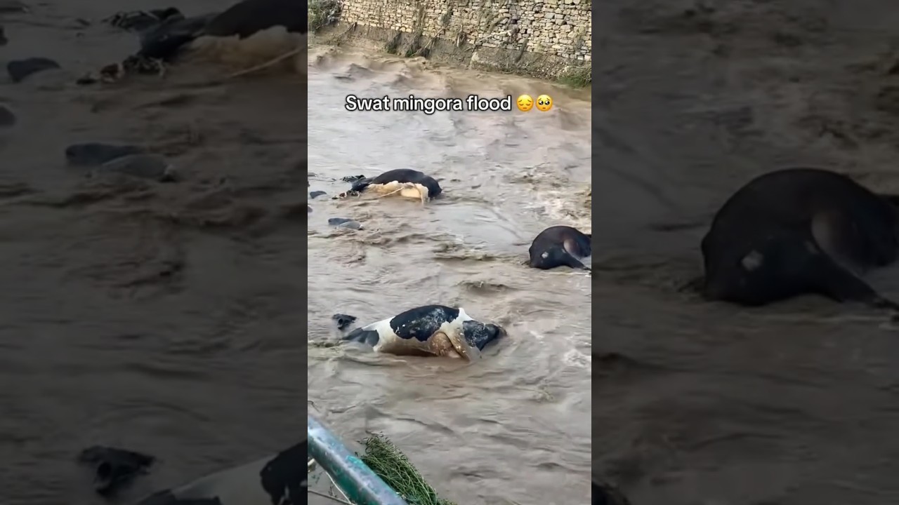 swat mingora flood ، 😭😭😭😭😭😭