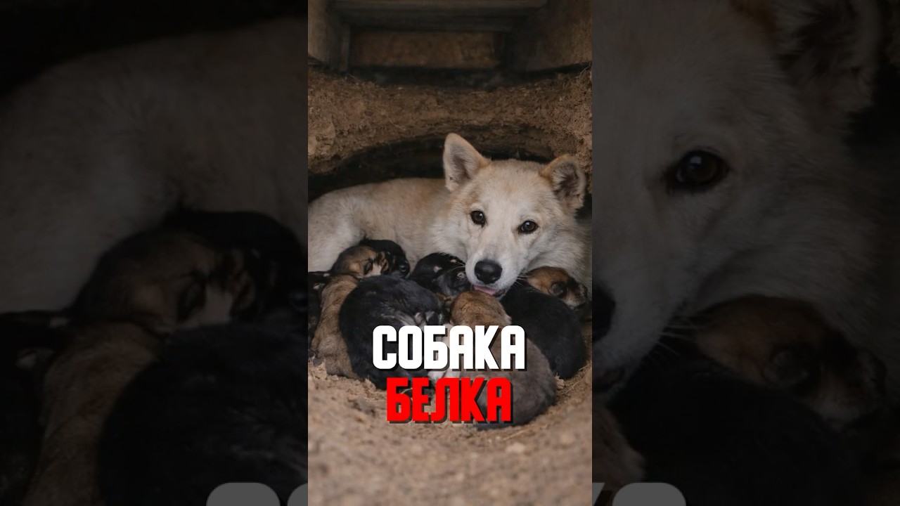 СЕКРЕТ ПОД КРЫЛЬЦОМ 🕳️🐶