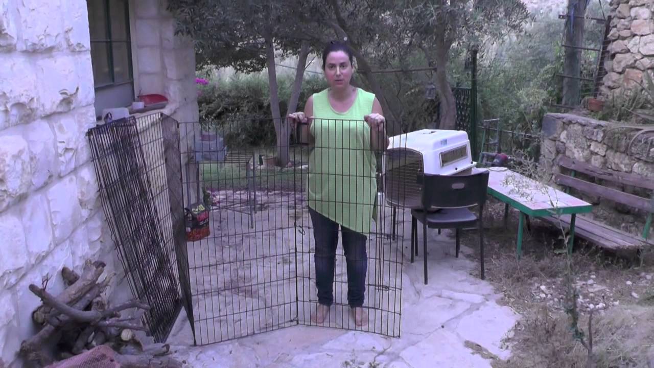 איך להכין את הבית לקראת גור חדש? | אימון כלבים בצפון | דנה שריד חמו