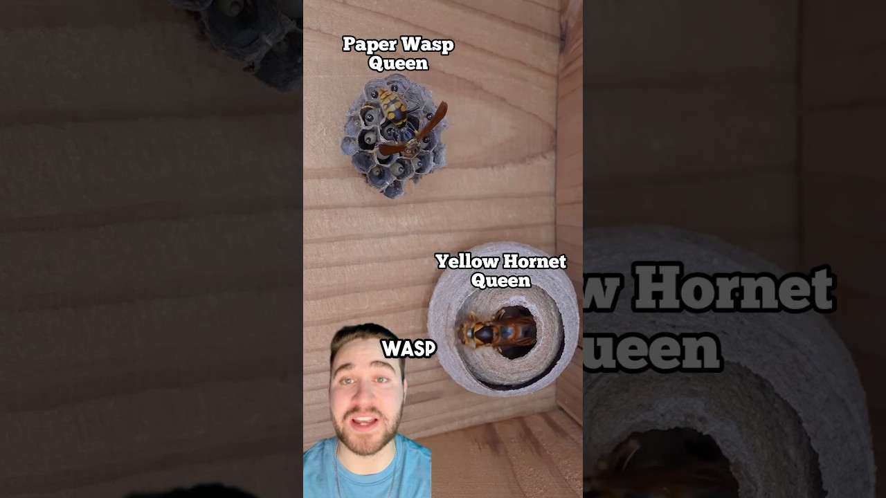 When A Hornet Queen And Wasp Queen Build Too Close&hellip;