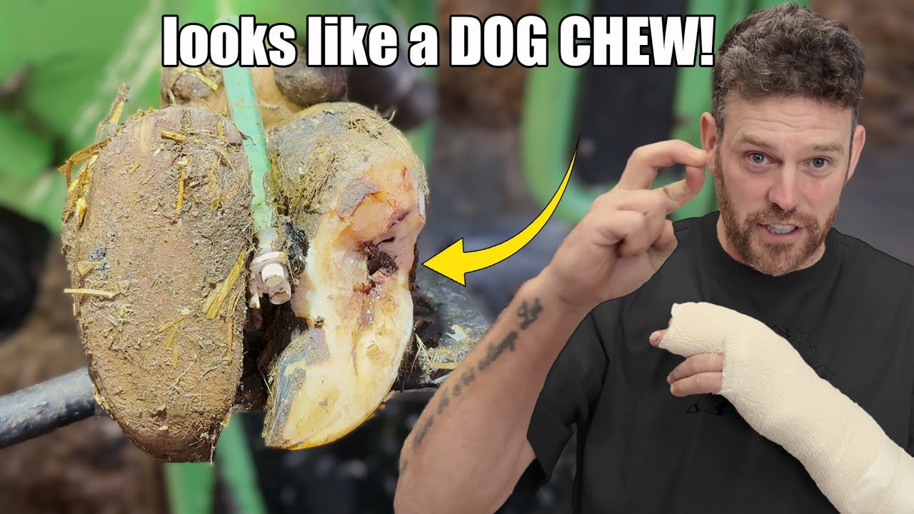 A DEEP HOLE, removing bandages &hellip;. And HEALING cows feet 😄