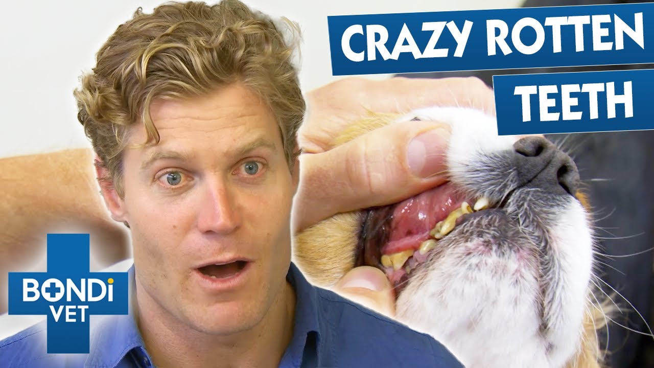 Animals&rsquo; Crazy Teeth Extractions | Best Of Bondi Vet