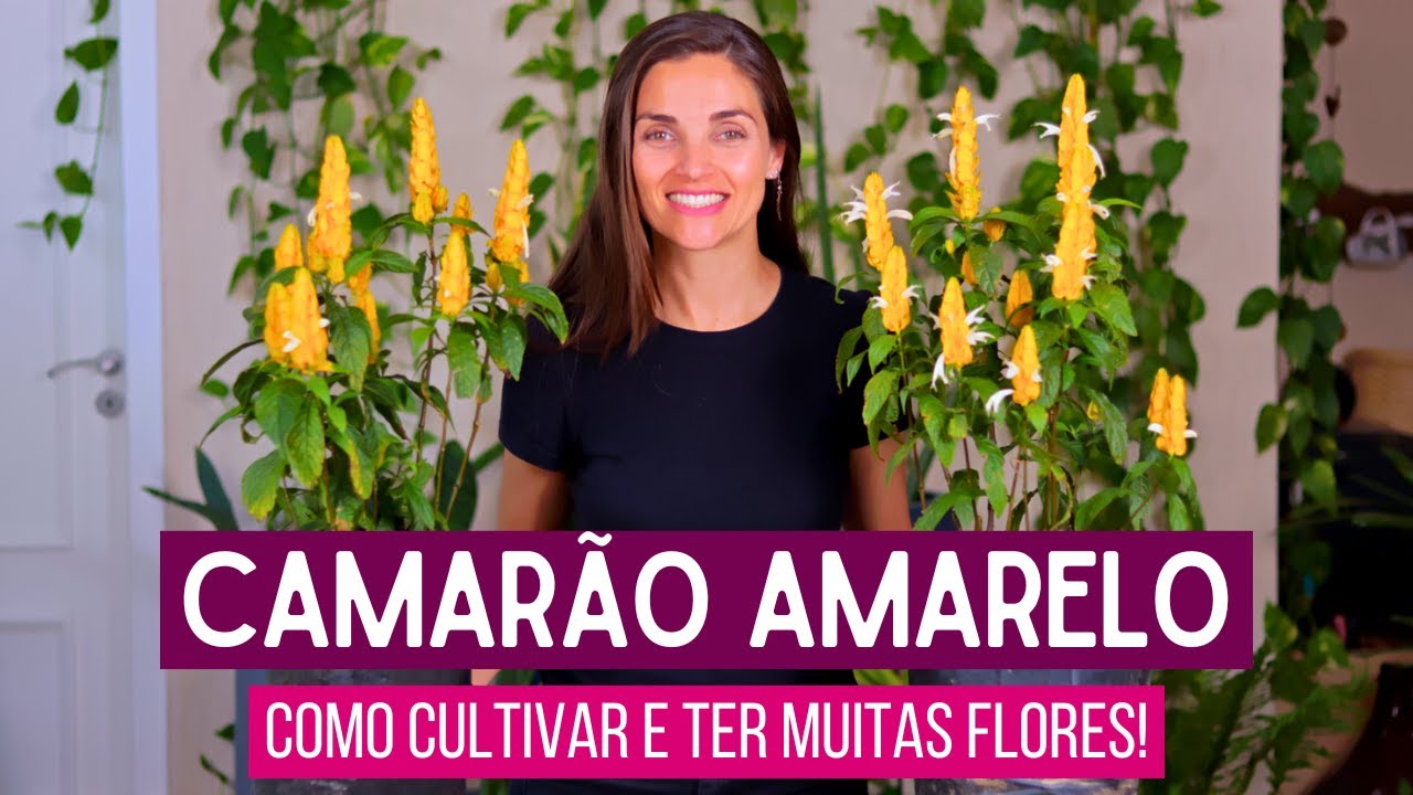 CAMAR&Atilde;O AMARELO: Planta de Sol que Floresce o Ano Todo e Atrai Beija-Flores!&nbsp;🌺