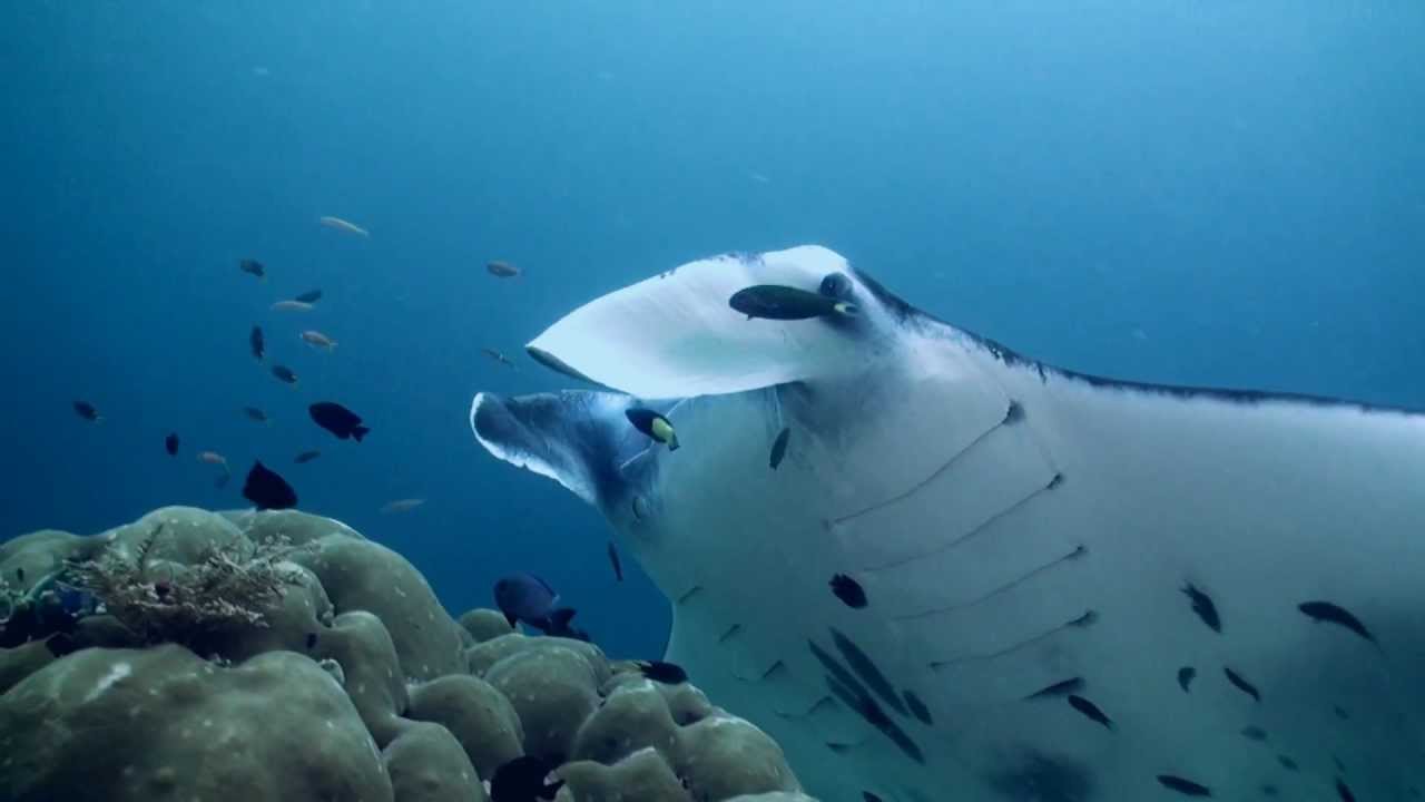 Manta Sandy / Raja Ampat