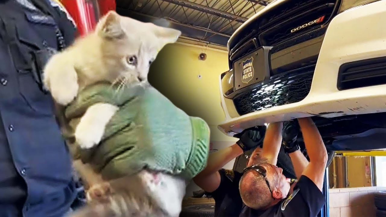 Kitten Pulled From Under of State Trooper’s Hood