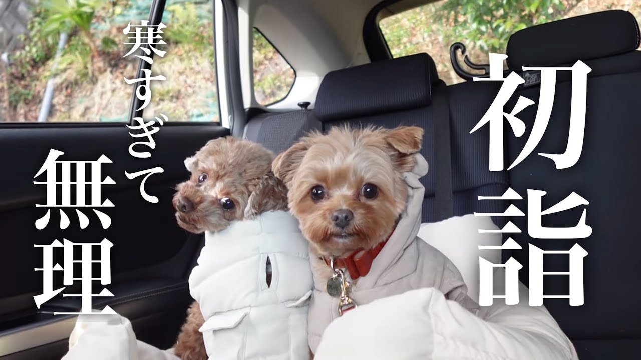 【お正月】こたつの沼から抜け出せなくなったチワプー