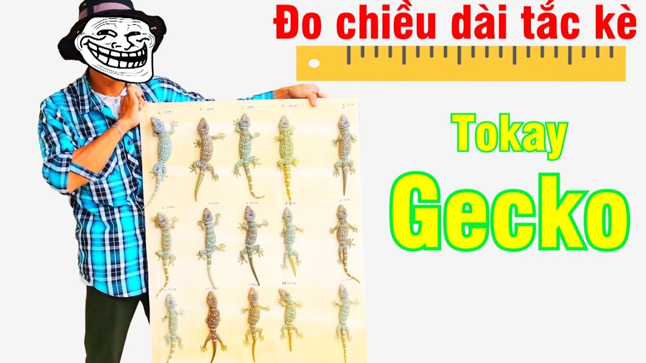 Đo chiều dài tắc kè, so sánh kích thước nhiều con tắc kè (geckos measuring and size - comparing)