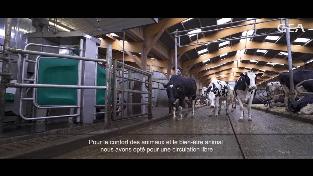 Robot de traite GEA DairyRobot - GAEC Lebouvier