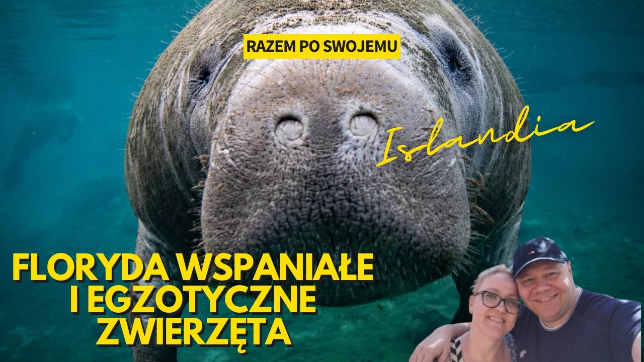 Poszukiwania Manatów