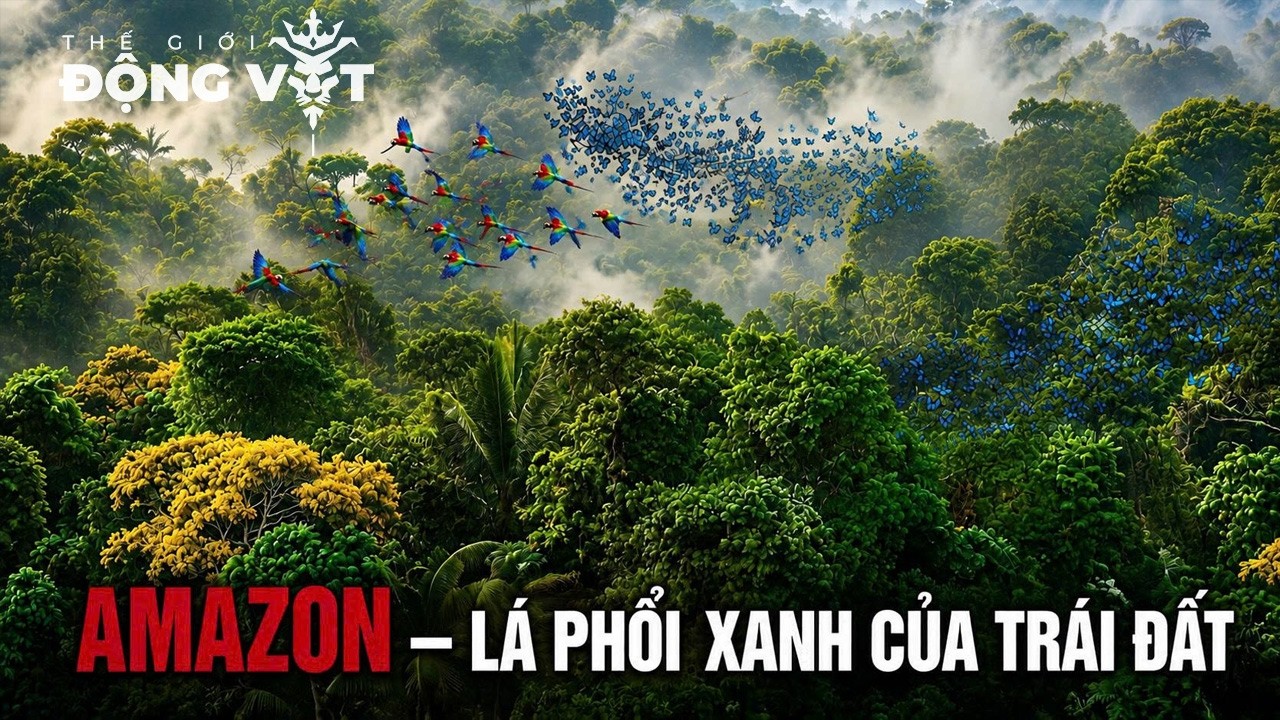 AMAZON | THẾ GIỚI HOANG D&Atilde; ẨN SAU T&Aacute;N RỪNG