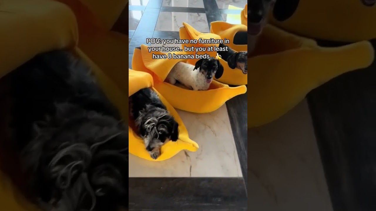 EIGHT BANANA BEDS FOR EIGHT WEENS ✨🍌 #dacshund