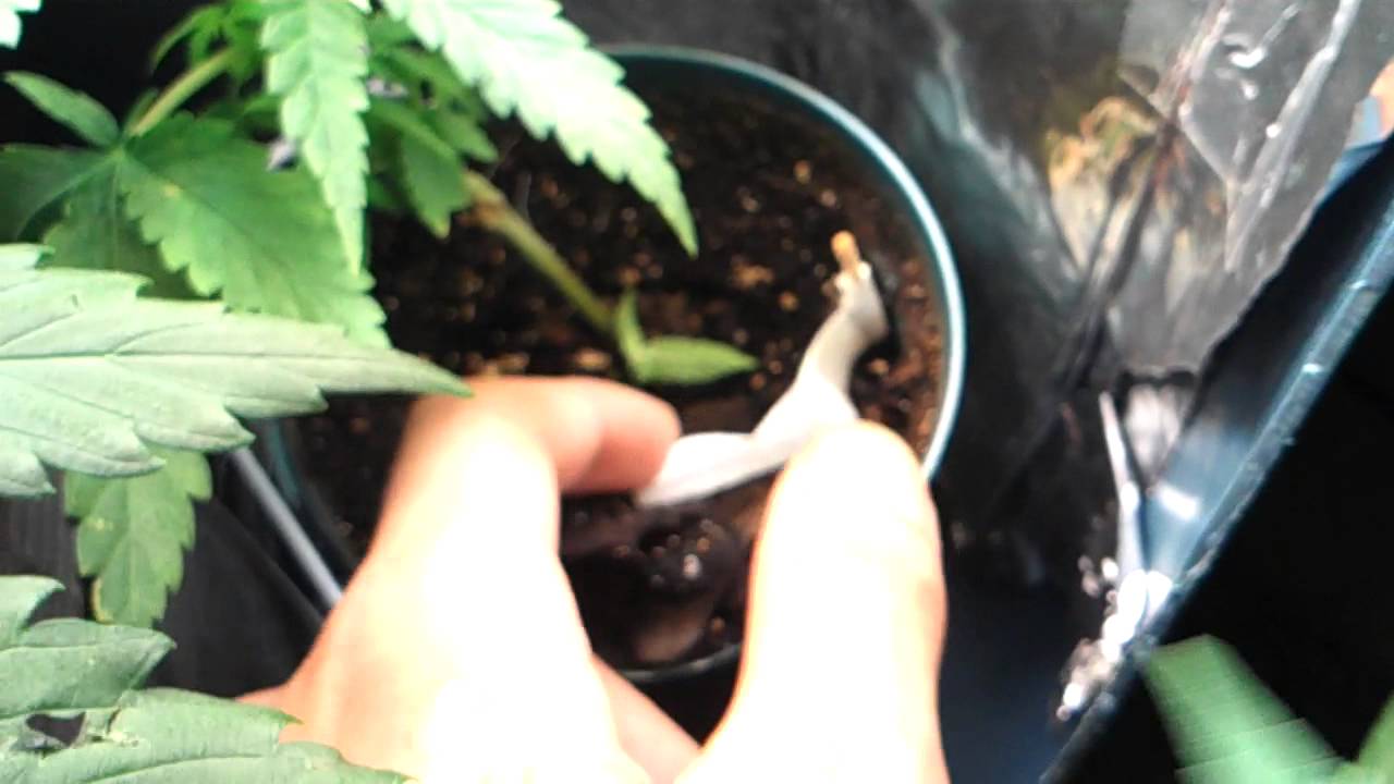 Marijuana plants day 42 (Flowering day 9)