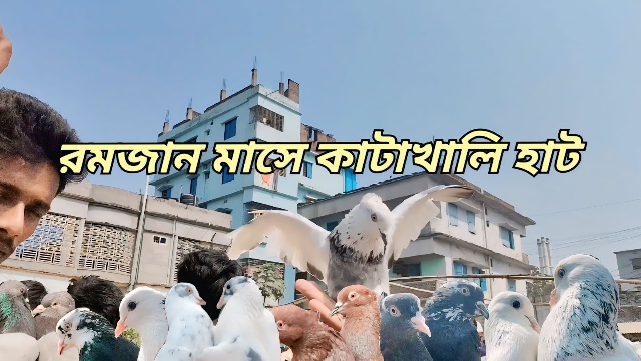অভিনব কালেকশন ও সর্বোচ্চ কম দামে কবুতর কিনুন !!  রাজশাহী কাটাখালি কবুতর হাট  