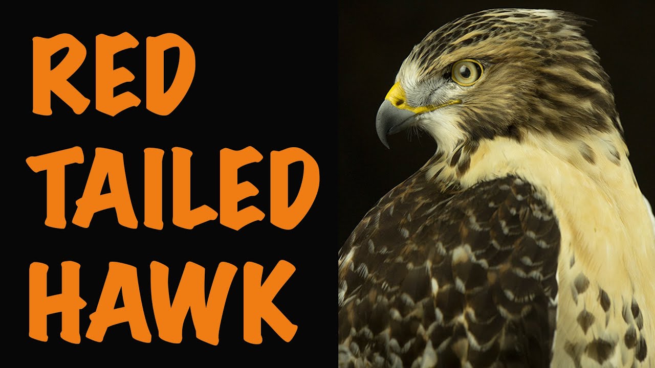 Red tailed Hawk Taxidermy, Perched table top. Art of Taxidermy.
