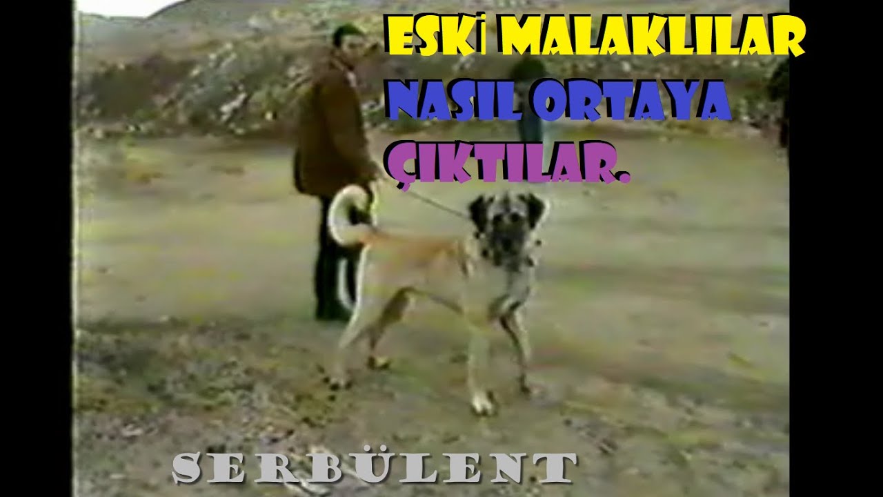 ÇAPAN HOCA İLE MALAKLILARIN ORTAYA ÇIKIŞ HİKAYESİNİ KONUŞTUK