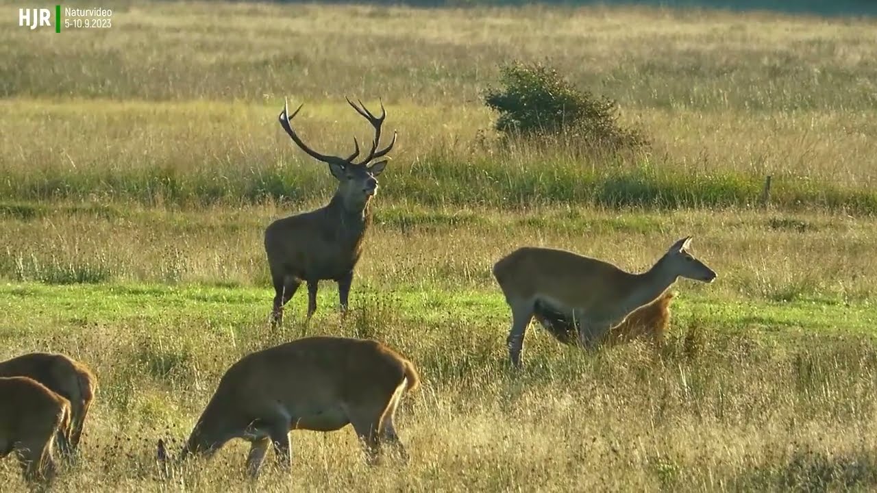 Kronhjorte  Red Deer  Rotwild - wildlife  Vejers  Vestjylland