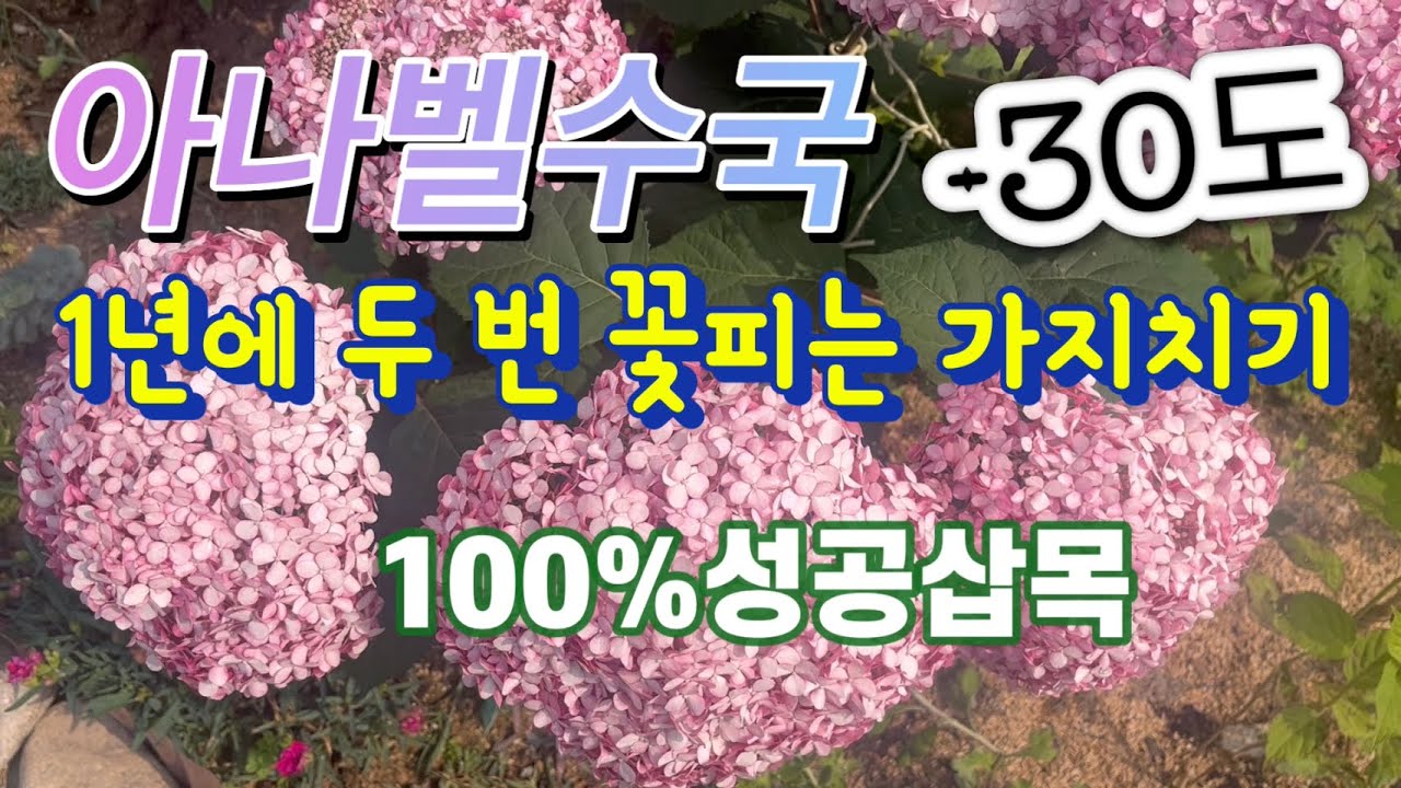 아나벨수국 1년에 꽃 두 번 피었다고…영상은 거짓말 못해요