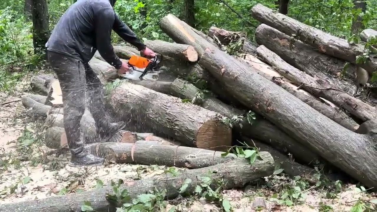 Extreme Forest Cutting with a Chainsaw — Real Dangerous Job