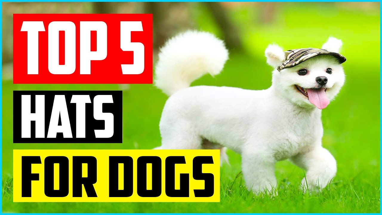 Top 5  Best Hats for Dogs of 2021 Review