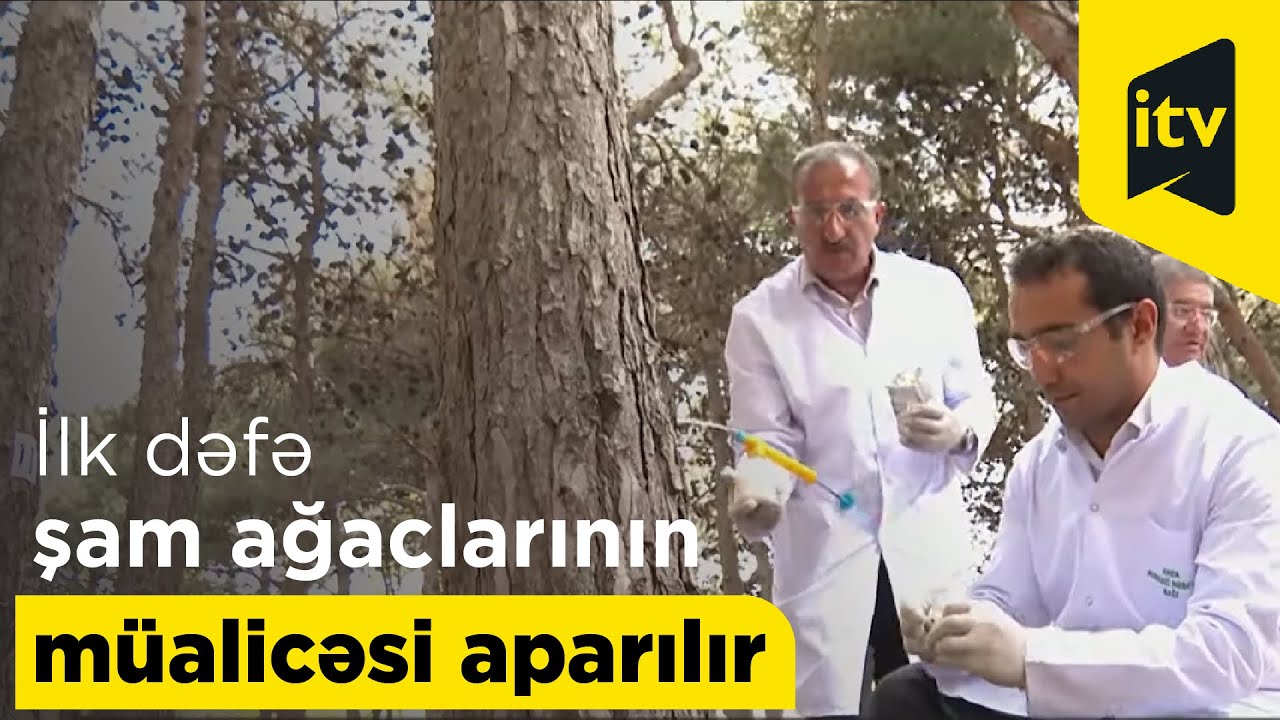 Azərbaycanda ilk dəfə şam ağaclarının müalicəsi aparılır