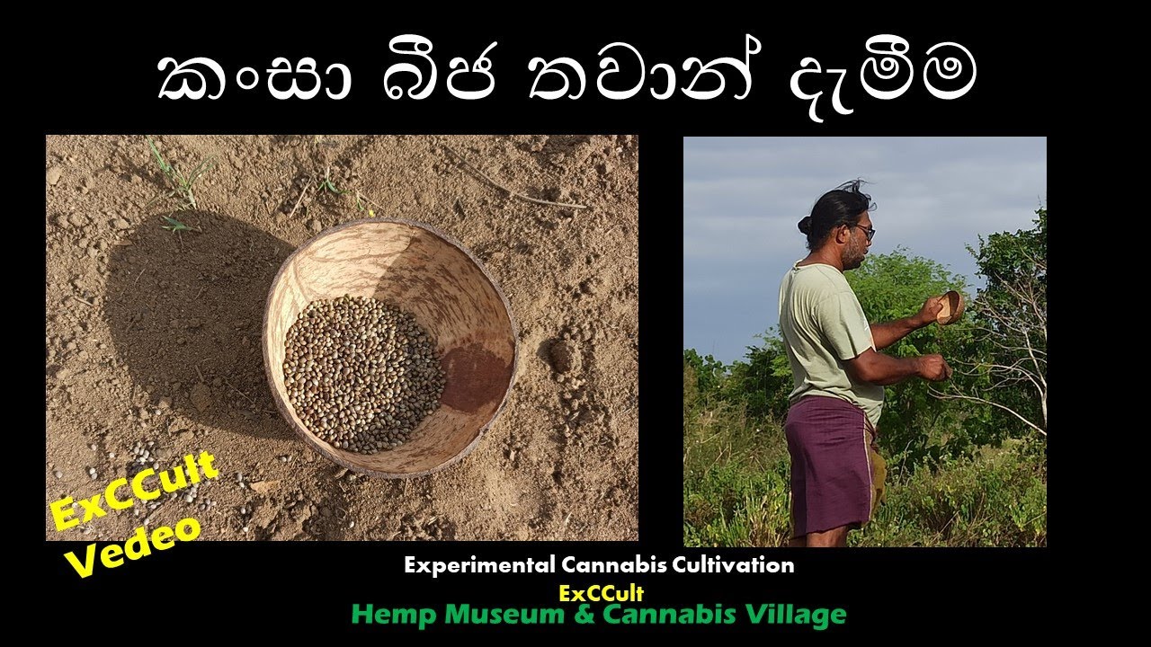12th Sep 2021   ExCCult  Vedeo 1 - කංසා තවාන් දැමීම