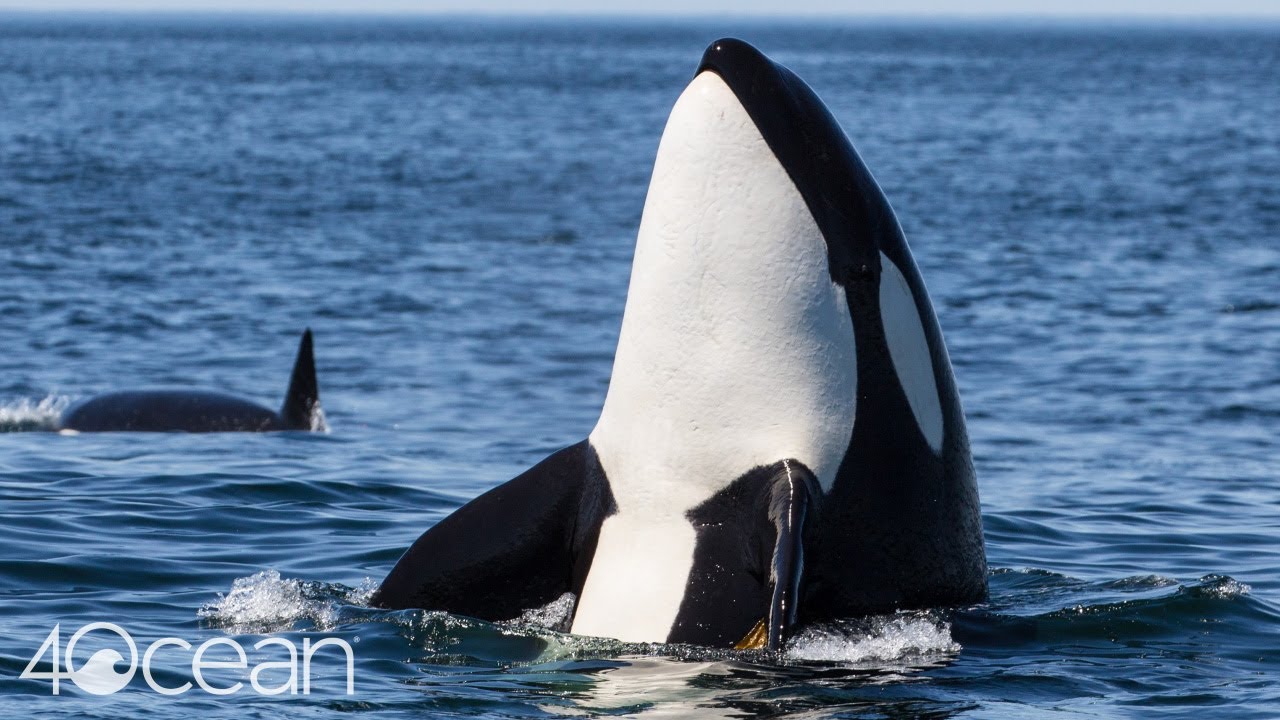 Protecting Killer Whales
